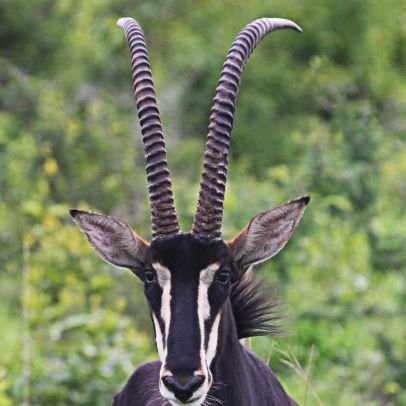 Welcome to the Paradise of Sable Antelope for; Hiking, Picnicking, Birdwatching, Game viewing, Camping, Butterfly watching, Nature Photography and so much more!