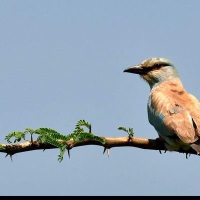Gaoha11's profile picture. @Just_Have_Faith | #Phd_candidate