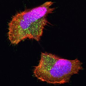 Our lab is fascinated by the material properties of the biological soft matter that shapes our bodies: living cells and tissues.