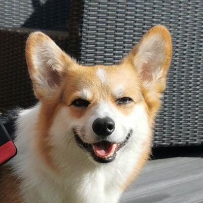 _Louu2_'s profile picture. 🏴󠁧󠁢󠁷󠁬󠁳󠁿🎥🍋