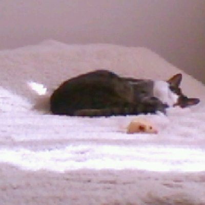 猫はかわいいで一万年生き延びた最強の生物
うるさい時はリポストオフかフォロー解除やミュート対応お願いします。
