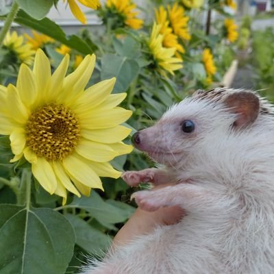 はりひろさんのプロフィール画像