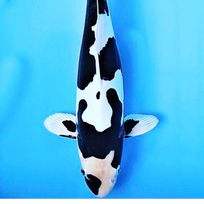 N7yFMy8A2obIJCV's profile picture. 19cm