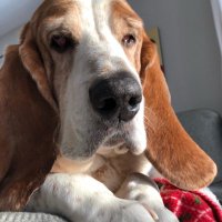 Wilbur & Maynard(@WilburBasset) 's Twitter Profile Photo