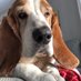 ๐ Wilbur & Maynard ๐จ๐ฆ ๐ (@wilburbasset) Twitter profile photo ๐ Wilbur & Maynard ๐จ๐ฆ ๐ (@wilburbasset) Twitter profile photo