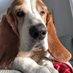 Wilbur & Maynard (@WilburBasset) Twitter profile photo