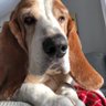 WilburBasset's profile picture. Master Thiefs and all around BadAssBassets.