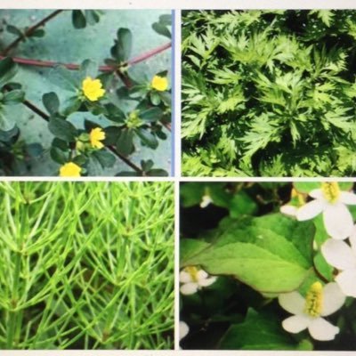 犬、猫大好き❤ 薬草🌿 地球さんに感謝全てに感謝🙏人生の目的は本当の感謝を知る事…カルト宗教お断りします …日本人が早く第三の目を開いて覚醒する事を祈っています …真実を知る勇気を持てば太陽は真上に登る ✨そして影はなくなる✨和をもって尊しの世界になる✨これは神の経綸 それを最もよく分かっているのは彼等です