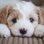 Provide pet items for people in need!
Follow me to see more free or cheap pet items