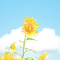 りー (@re_cha98) 's Twitter Profile