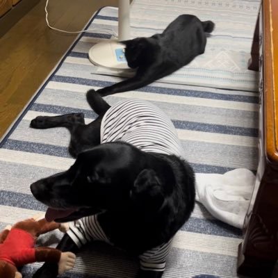 🐈‍⬛クロ♂💌🐕‍🦺サクラ♀2人とも黒色😊食べ歩き🍱道の駅めぐり🤗無言フォローごめんなさい🙇