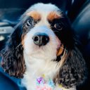 BJ - @JackBaumann14 - Twitter