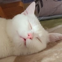 bibi💜 (@1022bibi) 's Twitter Profile