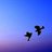 sparrows2019