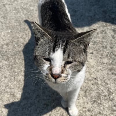 nyamago2022's profile picture. 多趣味な28歳の人　屋根の開く車に乗ってる