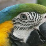 Calyx Profile