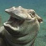 SD3dom's profile picture. Limited government, individual responsibility, charitable awareness. Pretty much just here to enjoy witty comments. Hey/Yo.