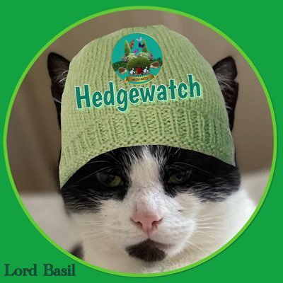 Master of all I survey, Chief Mouser, Life President of the Dreamies Appreciation Society, occasionally a bit of a bruiser. Proud member of #Hedgewatch