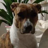 Jose manuel beivide (@beivide_jose) 's Twitter Profile