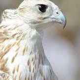 fgn42645000's profile picture. المعرب لا يعرب