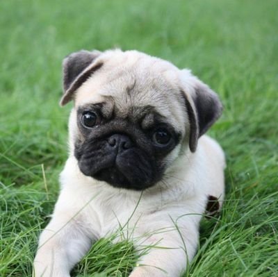 Hi pug lovers💕,
I am a lover of all things of pug. you can see pug's photos & videos and others pug items here. if you love pug, you can follow me.💕