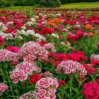 احمد (@md98570701) 's Twitter Profile