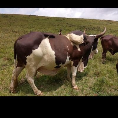 sultaanardo's profile picture. Abu_Alumnus | Physicist | Herder