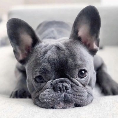 French_Bulldog_ Profile Picture