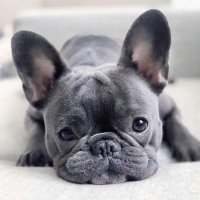 French Bulldog(@French_Bulldog_) 's Twitter Profile Photo