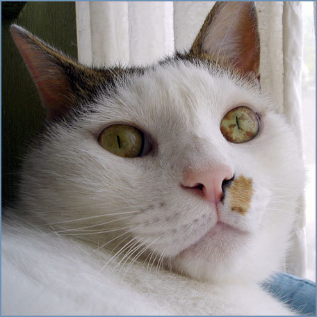 BB_bb4's profile picture. B.Bのbotです。♂ネコです。どーでもいいことだけをつぶやきます。一部の単語にTL返信することがありますのでご注意ください。@には必ずテキトーな返事が返ってきます。