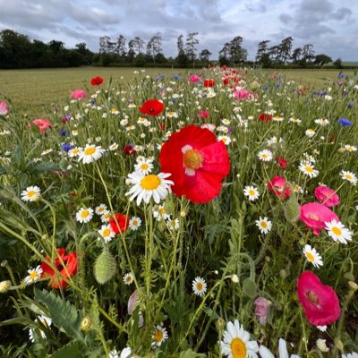 Aspiring practicioner of restorative agriculture. Wishing to connect with a similarly-minded landowner and embark on an arable-based regenerative journey in UK