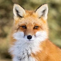 OWPS_Foxes(@OwpsFoxes) 's Twitter Profile Photo