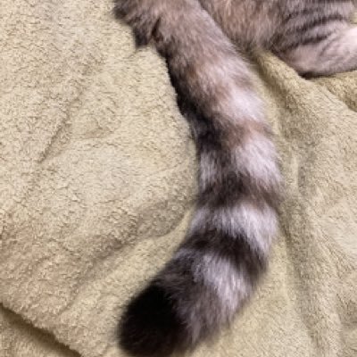 こゆたん🐈⬛ミヌエット♀/2022.1🎂/2022.8FIPドライ診断💊投薬にて治療開始→2022.11投薬終了→2023.1避妊手術→2023.2寛解/経過観察中/再発防止/FIPが治る病気になりますように