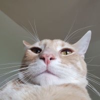 . (@plums_n_peaches) 's Twitter Profile