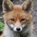 Gill (@fleurfox) Twitter profile photo Gill (@fleurfox) Twitter profile photo