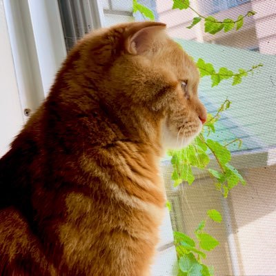 knight97522158's profile picture. 小説を書くこと、絵を描くこと、飼い猫を愛でることがライフワークな会社員。猫の名前はナイト♂、私はケイと言います。バンプの「K」からとってます。いいね、コメント、リツイート大歓迎ですが、返事書くのが苦手でまちまちなのをお許しください。