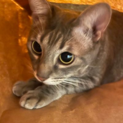 ThiagoGameDev's profile picture. Systems Designer at Rockstar Games (R* North). Opinions are my own! 🦀