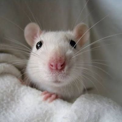 amo ratinhos ❤