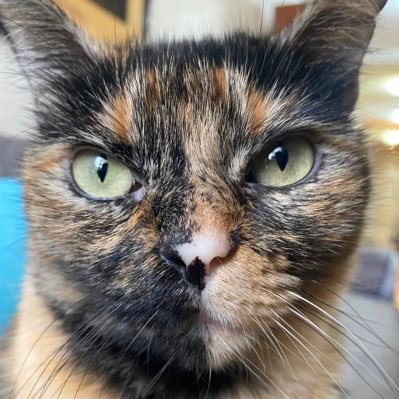 Fun loving tortie. Everyone’s welcome! I want to share my daily adventures with you!  4 year old tortie. I’ve been with my family for the last year and a half.