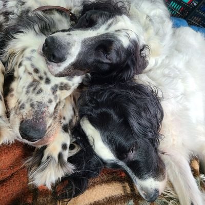 Classic car and damage appraiser, sport shooter, certified range officer and hunter. Licensed collision repair technician. Owner of two English Setters . IPSC