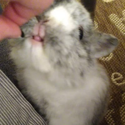 bunnimal Profile Picture