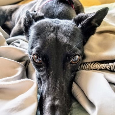 Broncos1S's profile picture. hiker, photographer, dog mom. Go Broncos!