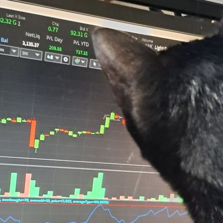 gatopretotrader's profile picture. Gato trader malvado