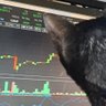 gatopretotrader's profile picture. Gato trader malvado