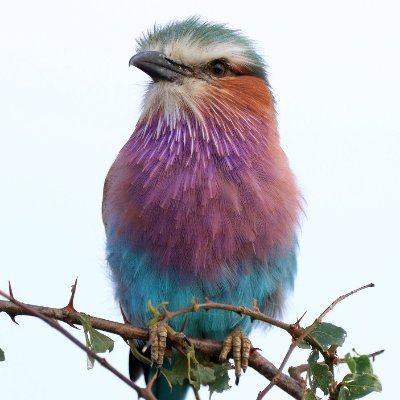 とりやん (@PIA2UMGNh9alEon) / Posts / X