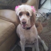 Gail Faust (@faust_gail) 's Twitter Profile