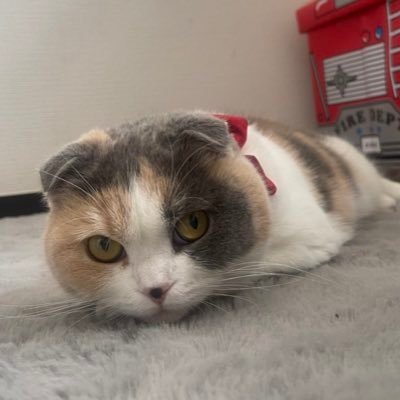 光さんのプロフィール画像