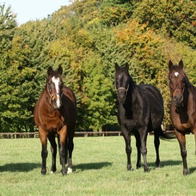 Thoroughbred breeder