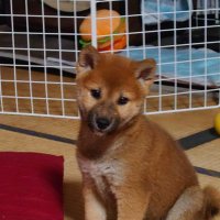 ramu (@shibadog_momo) Twitter profile photo