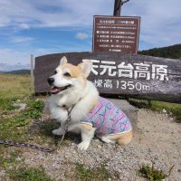 チャッピーママ (@daisukicorgi) 's Twitter Profile